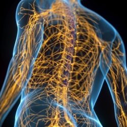 A,3d,X-ray,Render,Depicts,The,Female,Nervous,System,In